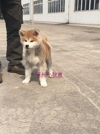 ȮNȮȮ(ھԃ)