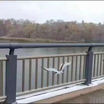 SɽęMײoڼӹ̹̆
