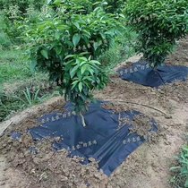 柑橘葡萄果树专用 透气透水保湿防草布 环保可降解地膜