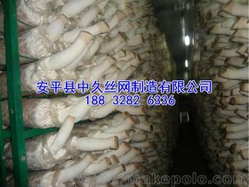 供应食用菌专用网格1.25*2.6米蘑菇网片 出菇房出菇架厂家