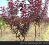 河北保定太阳李种植基地