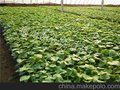 宿州苗床育苗杜绝土传菌德瑞特博杰603黄瓜