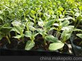 宿州蔬菜育苗厂苗床育苗杜绝京欣二号西瓜苗