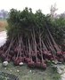 四川桂花树苗、高杆桂花小苗、丹桂金桂、朱砂桂苗