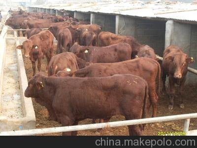 湖南寧鄉(xiāng)壇肉牛肉   肉牛品種圖片