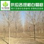 7公分白蜡  7公分速生白蜡  2.5米冠幅  两年冠 带土球