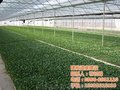 高效日光温室_建发温室建设(图)