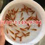 红鲤鱼苗批发兴国红鲤鱼苗批发价格