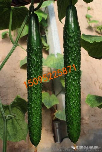 天津 德瑞特16-4 越冬黃瓜種子種苗圖片
