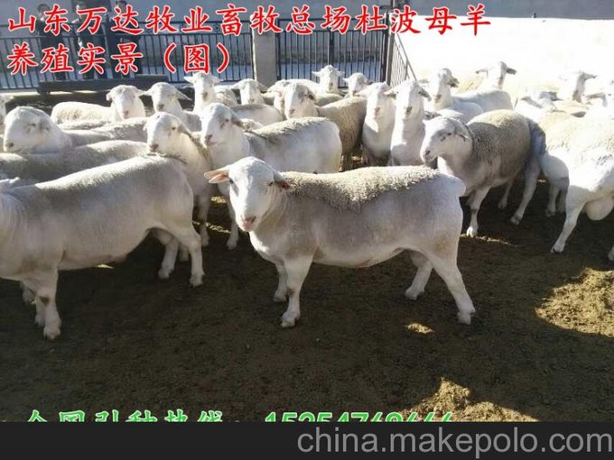 山東萬達牧業(yè)牛羊驢科研基地圖片