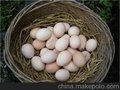 上海正宗散养鸡蛋直销