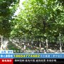 22公分法桐1,2,3年冠幅速生法桐22公分带冒法桐价格 图片