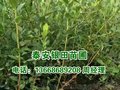 供应莱格西蓝莓树苗批发价格图片