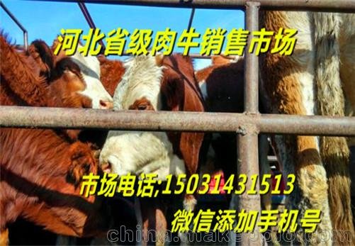 重慶-西門塔爾肉牛犢銷售市場(chǎng)圖片