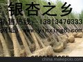 四川成都，南充，内江银杏树新价格— 江苏邳州秀景银杏基地