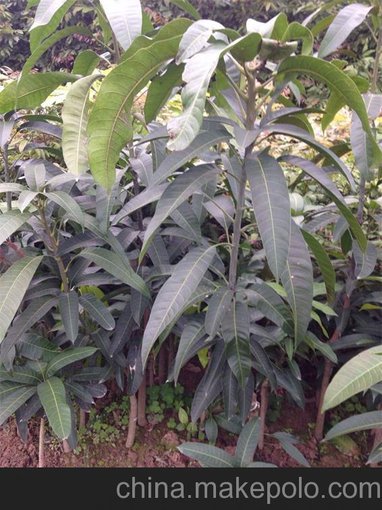 福鼎釋迦 芒果苗 龍眼 荔枝 新供應(yīng)價格圖片