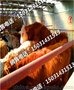 河北河北肉牛犊价格-天天市集红花肉牛犊