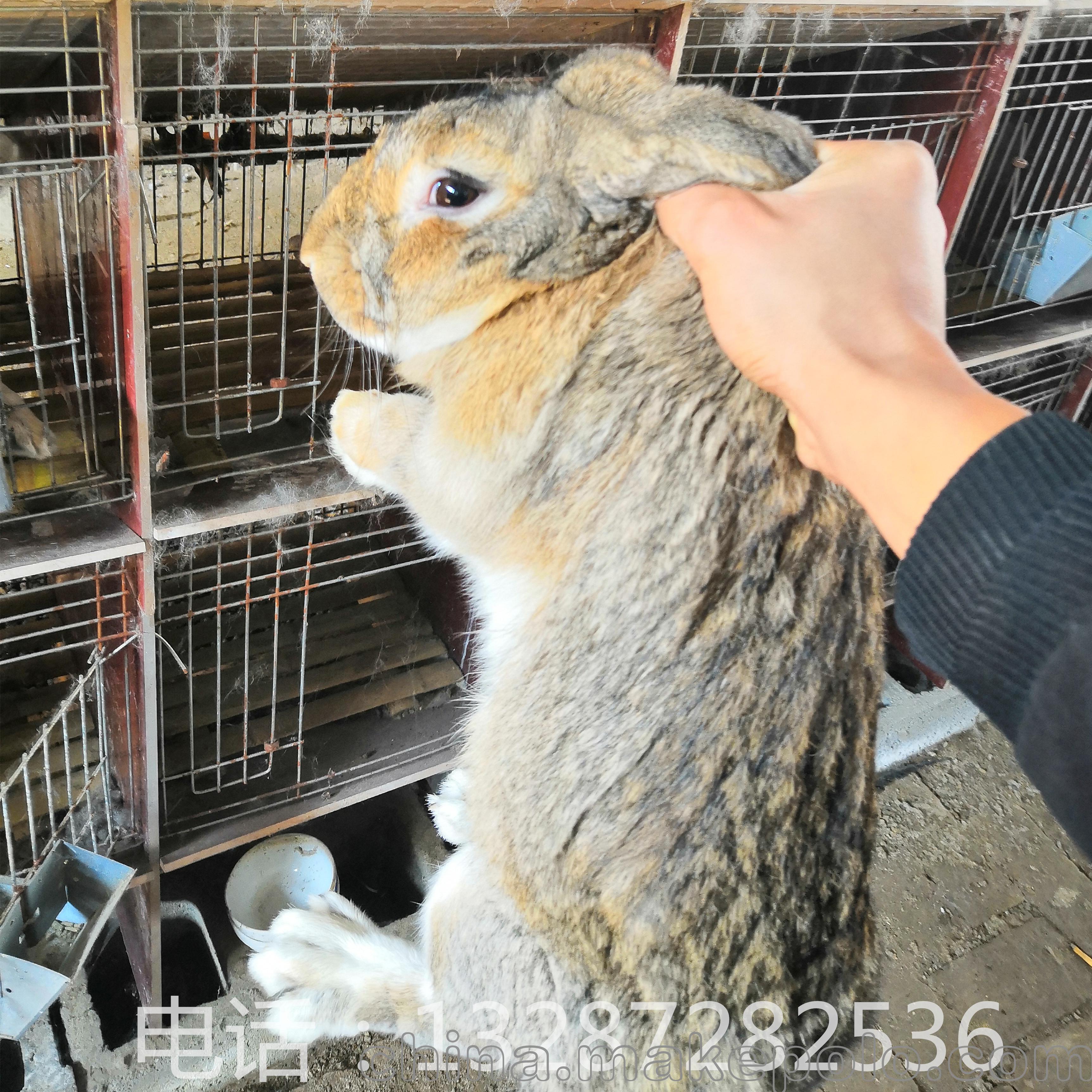 肉兔种兔 伊拉兔 比利时兔 新西兰兔 公羊兔养殖