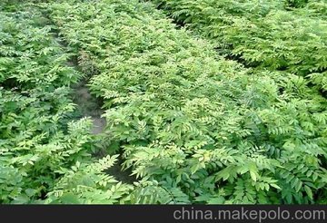 供应辣木种子 沉香种 黄花梨种 柚木树种 辣木种苗 沉香种苗