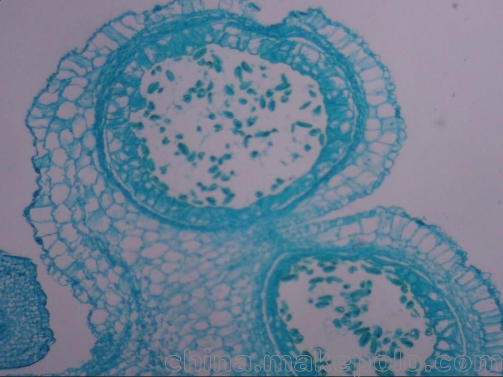 河南弘霖厂家直销教学用显微镜生物切片,组织胚胎学-复层扁平上皮