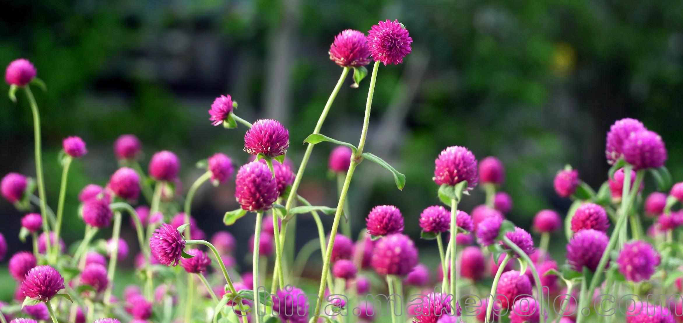 千日紅花種子 批發供應多年生宿根花卉千日紅工程草花 花卉種籽